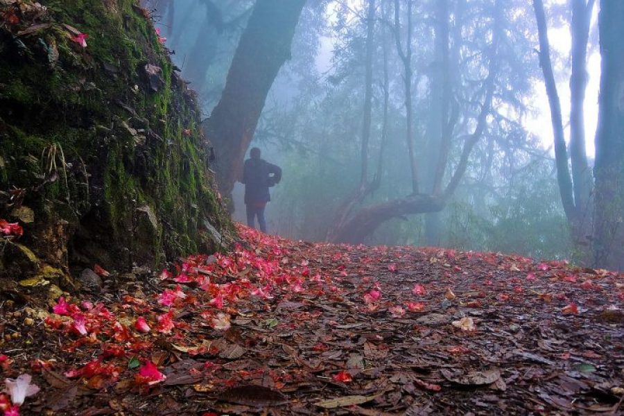 Desinomadz_Barsey_Rhododendron_Sanctuary_in_late_april-768x480