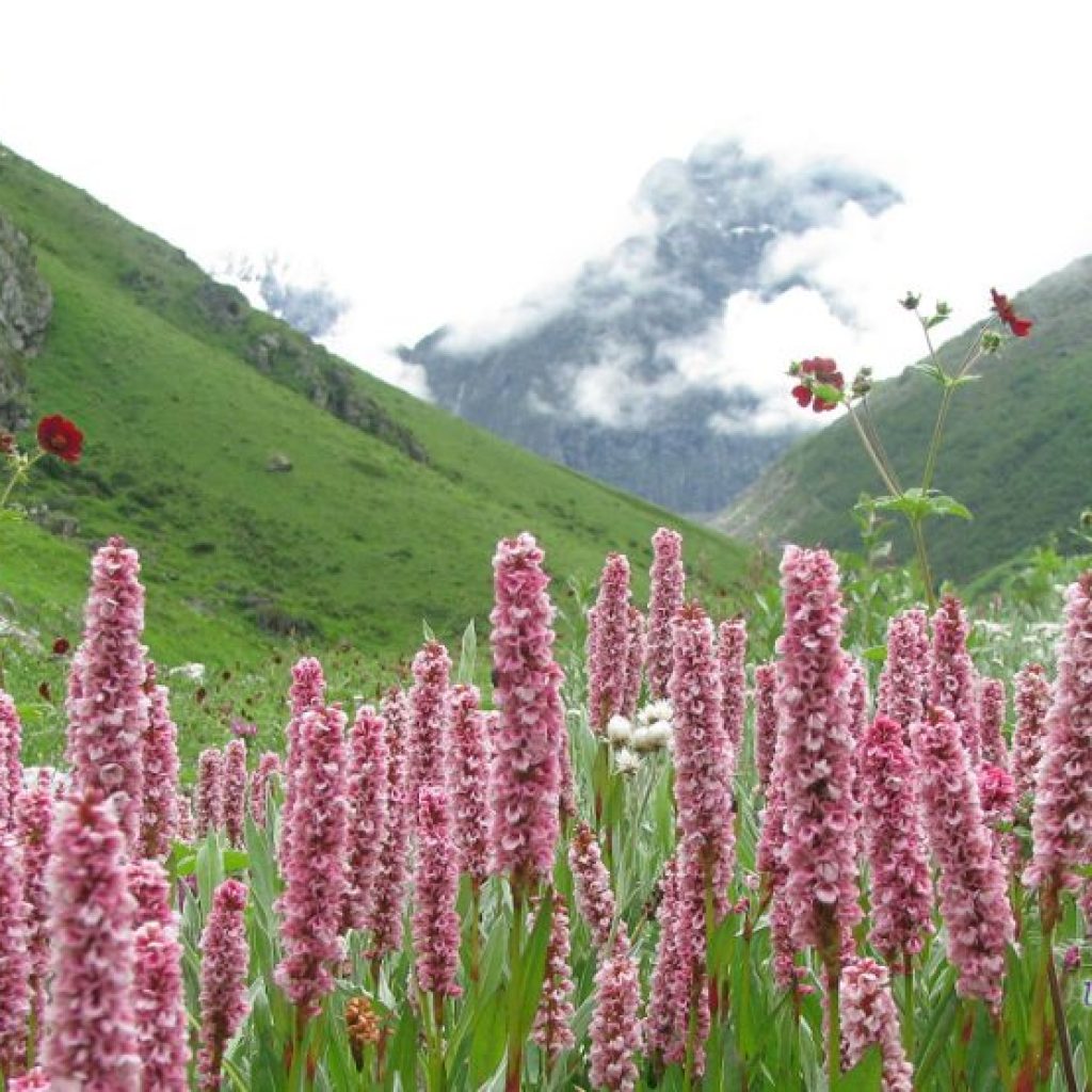 valley-of-flowers-in-July-870x555