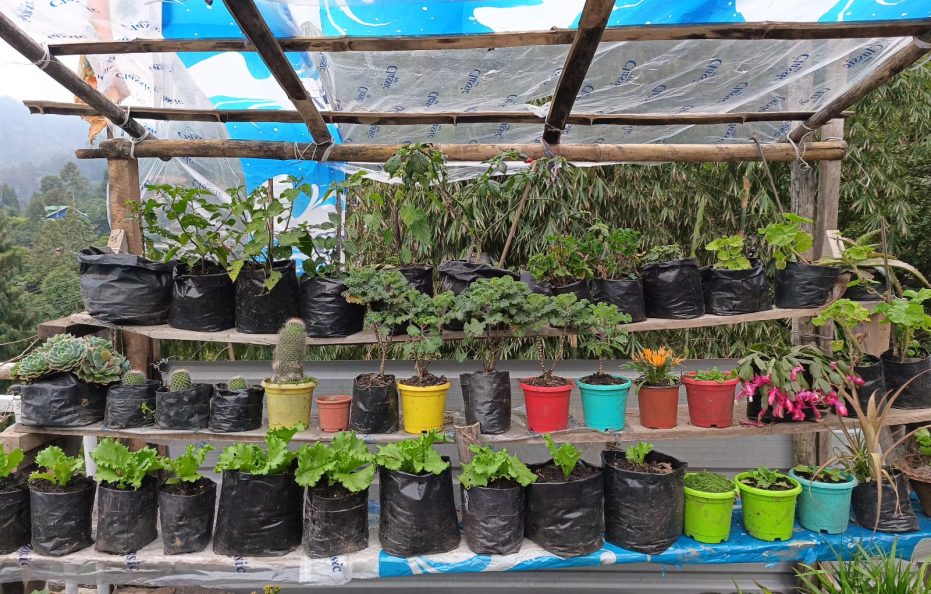 Mairung Gaon Homestay